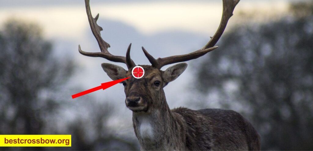 Deer Hunting Head-On shot