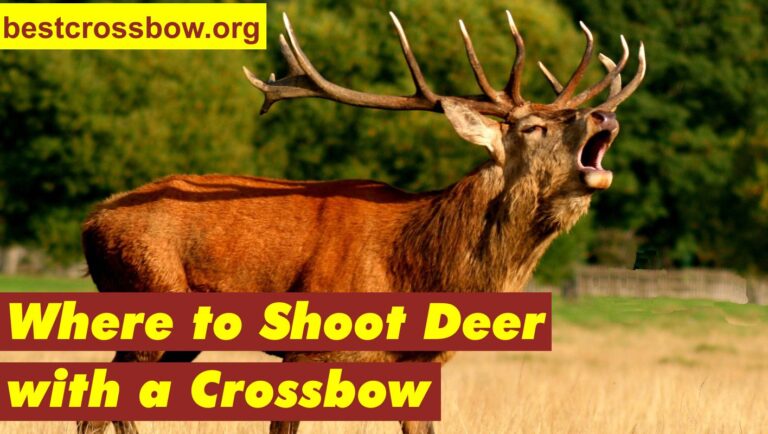 Where to shoot deer with a crossbow